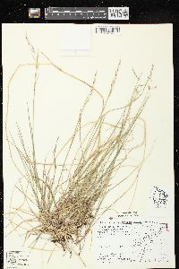 Schizachne purpurascens image