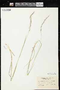 Schizachne purpurascens image