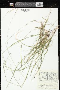 Schizachne purpurascens image