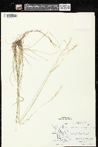 Schizachne purpurascens image