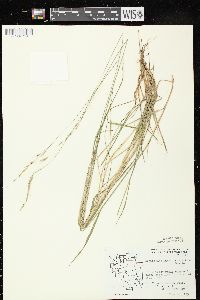 Schizachne purpurascens image