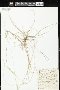 Schizachne purpurascens image