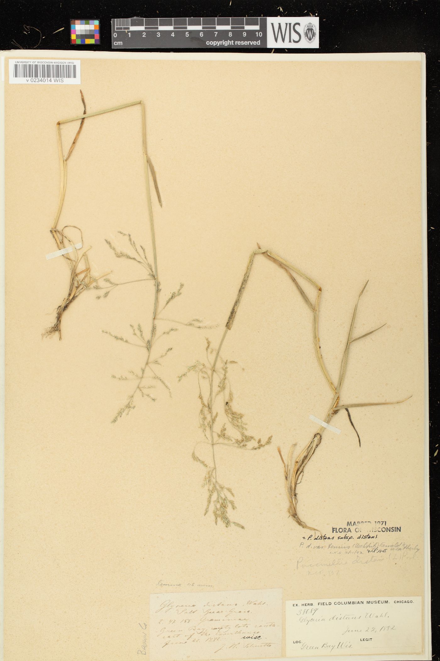 Puccinellia distans subsp. distans image