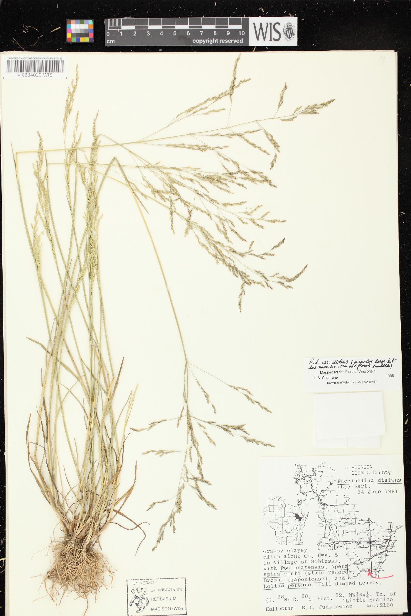 Puccinellia distans subsp. distans image