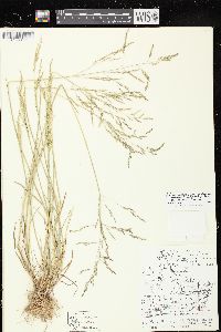 Puccinellia distans subsp. distans image