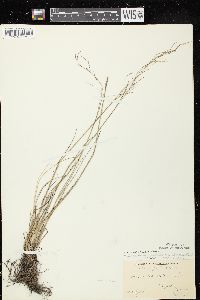 Puccinellia distans subsp. distans image
