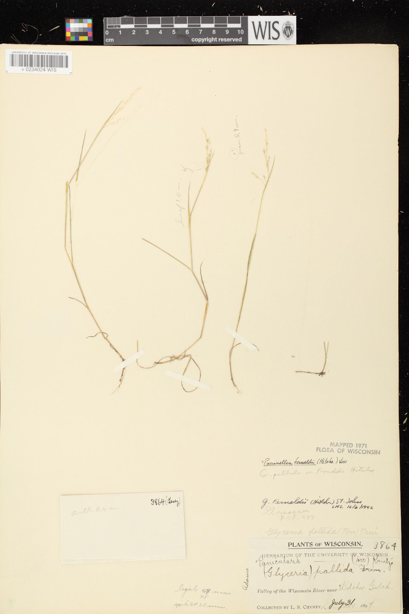 Puccinellia fernaldii image
