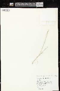 Puccinellia fernaldii image