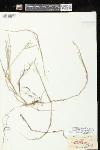 Puccinellia fernaldii image