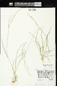 Poa alsodes image