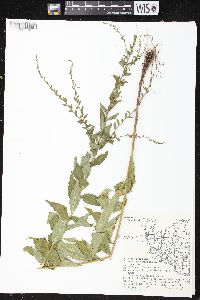 Solidago ulmifolia var. ulmifolia image