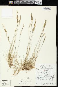 Festuca trachyphylla image