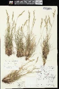 Festuca trachyphylla image