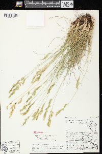 Festuca trachyphylla image