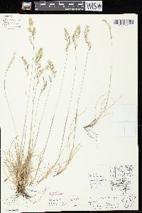 Festuca trachyphylla image