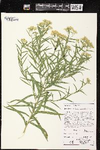 Euthamia graminifolia var. graminifolia image