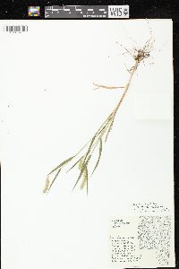 Setaria viridis var. viridis image