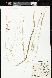 Schizachne purpurascens image