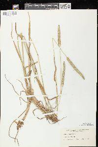 Phleum pratense subsp. pratense image
