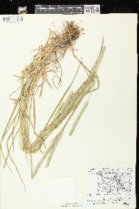Phleum pratense subsp. pratense image