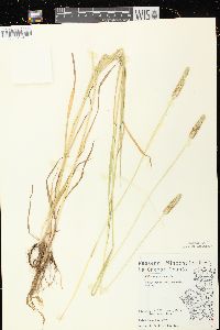 Phleum pratense subsp. pratense image