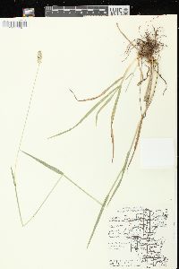 Phleum pratense subsp. pratense image