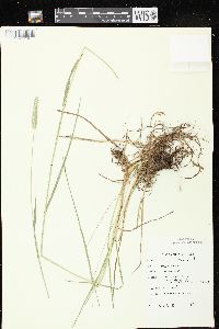Phleum pratense subsp. pratense image