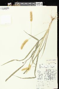 Setaria pumila subsp. pumila image