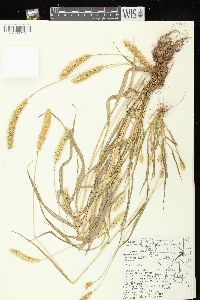 Setaria pumila image