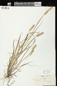 Setaria pumila image