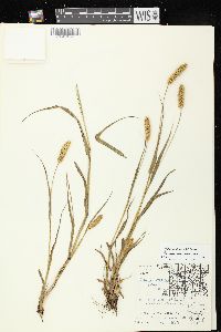 Setaria pumila subsp. pumila image