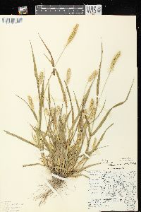 Setaria pumila image