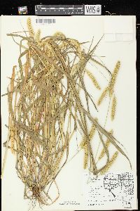 Setaria pumila subsp. pumila image