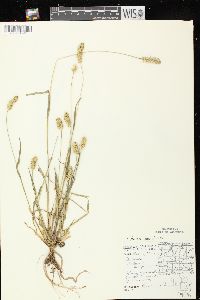 Setaria pumila subsp. pumila image