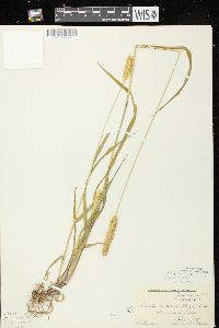 Setaria pumila image