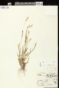 Setaria pumila image