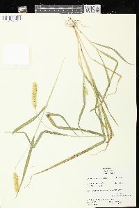 Setaria pumila image