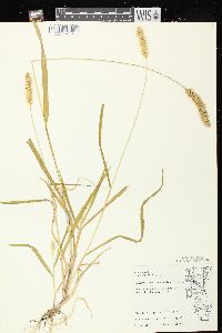 Setaria pumila image