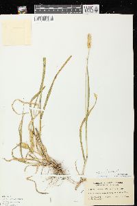 Setaria pumila image