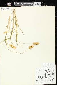 Setaria pumila image