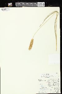 Setaria pumila image