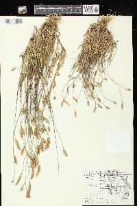 Setaria pumila image