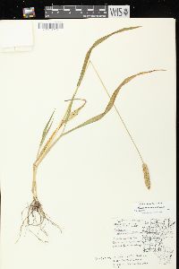 Setaria pumila image