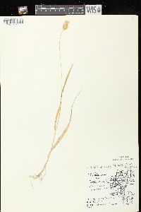 Setaria pumila image