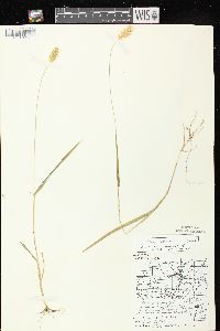 Setaria pumila image