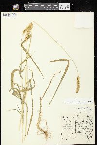 Setaria pumila image