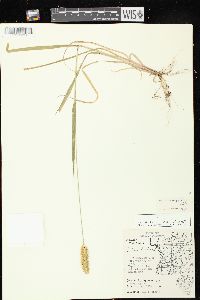 Setaria pumila subsp. pumila image