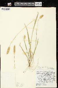 Setaria pumila image