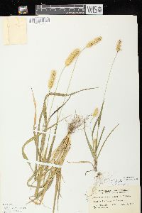 Setaria pumila subsp. pumila image