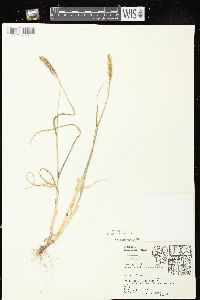 Setaria pumila image